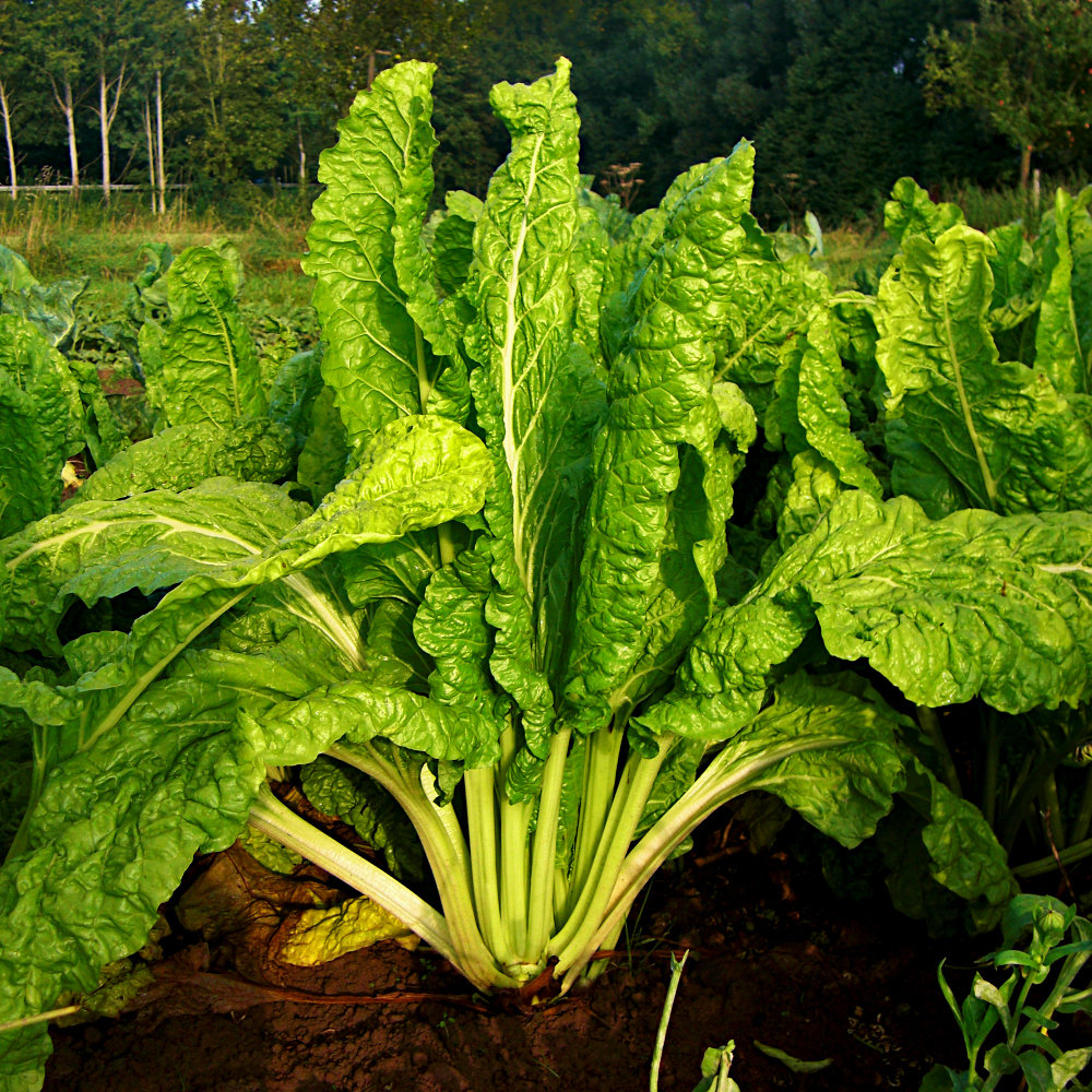 Blattmangold Lucullus
