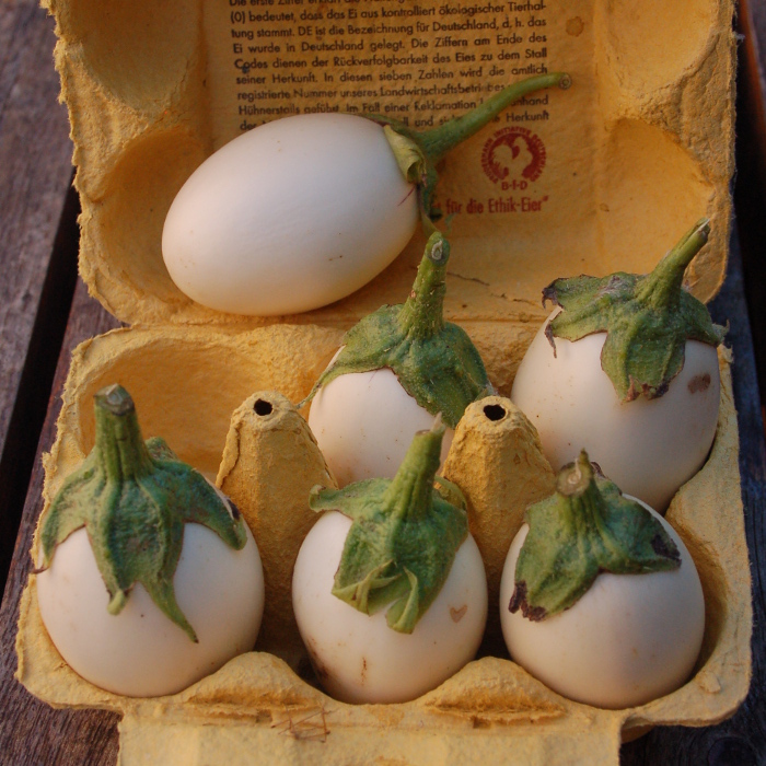 Aubergine Blanche ronde à œuf (Eierfrucht)