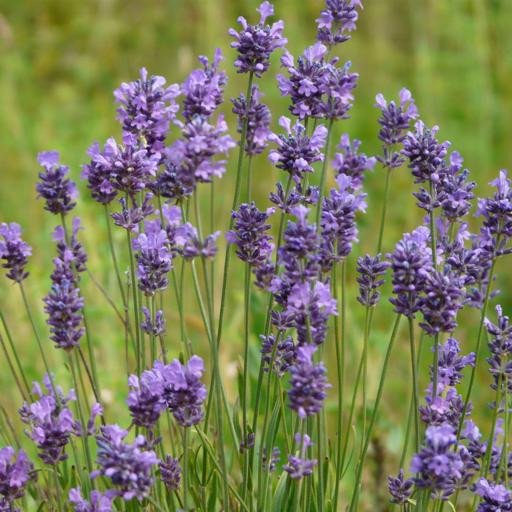Speick-Lavendel