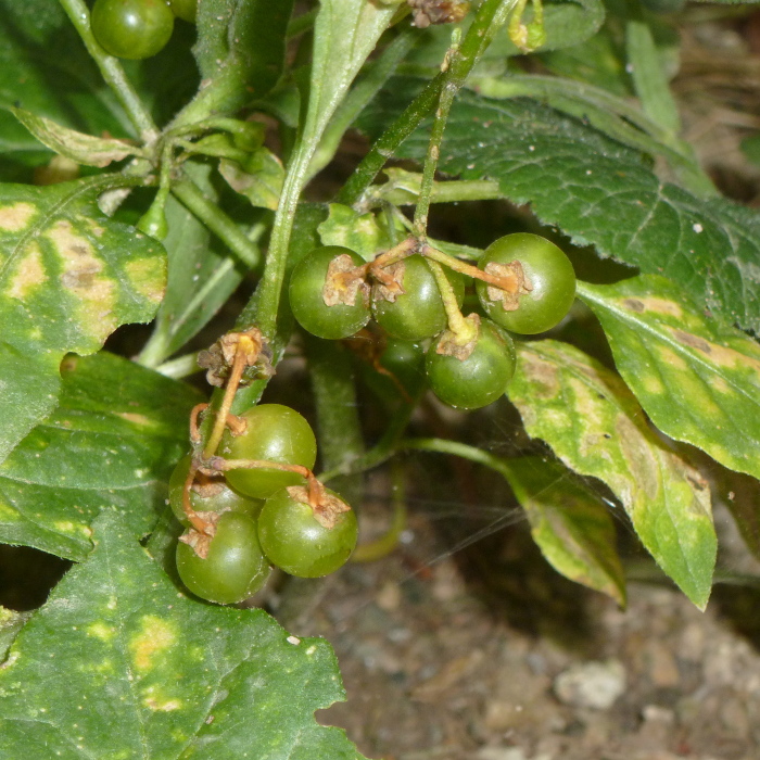 Gelber Nachtschatten