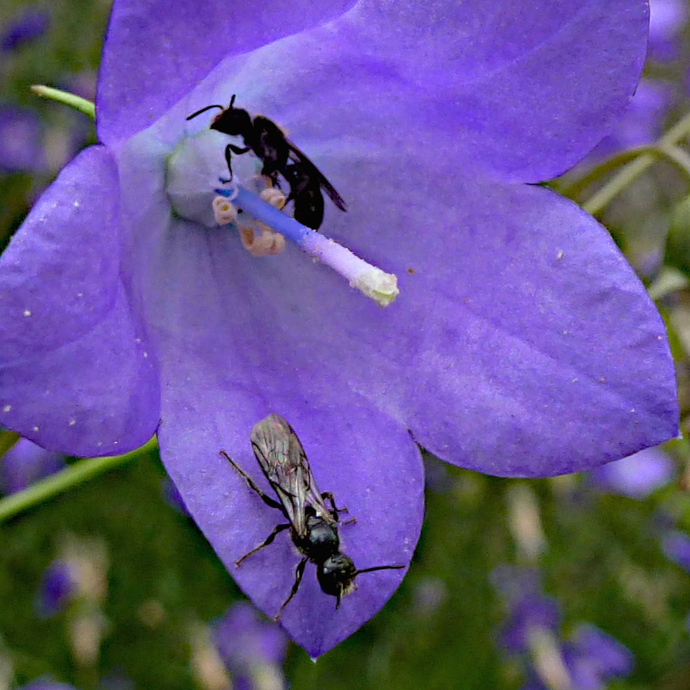Rundblättrige Glockenblume