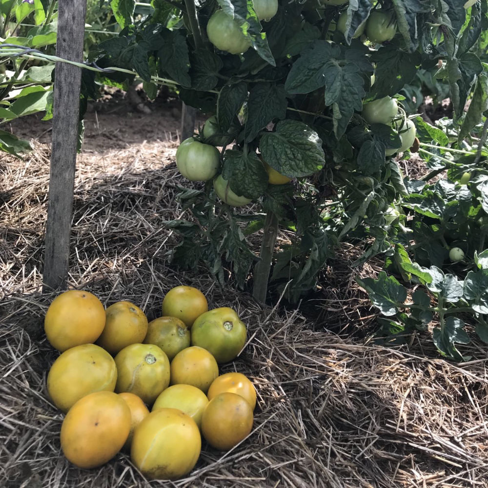 Buschtomate Lime Green