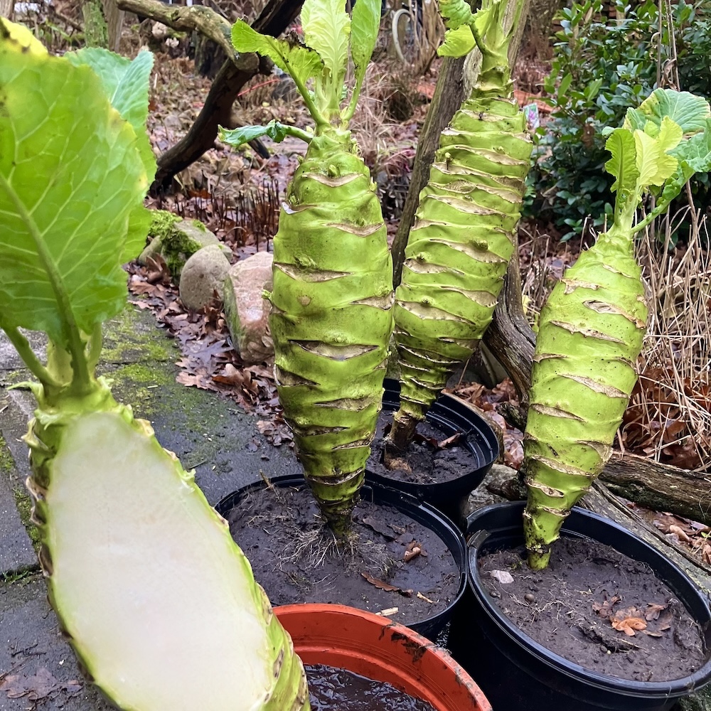 Kohlrabi Böhmischer Strunk