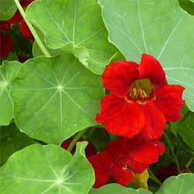 Kapuzinerkresse, rote, vorwiegend rankend