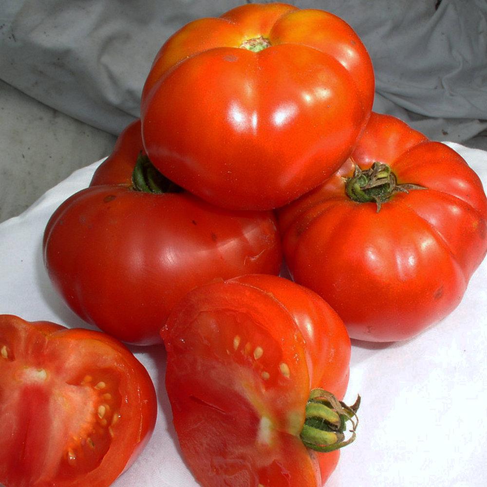 Fleischtomate Marmande