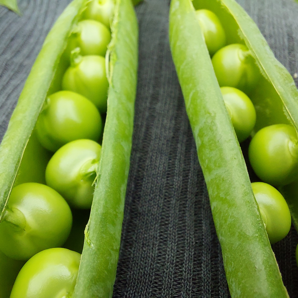 KLEINPACKUNG Markerbse Maxigolt