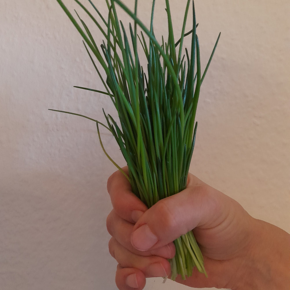 Schnittlauch Medium Leaf