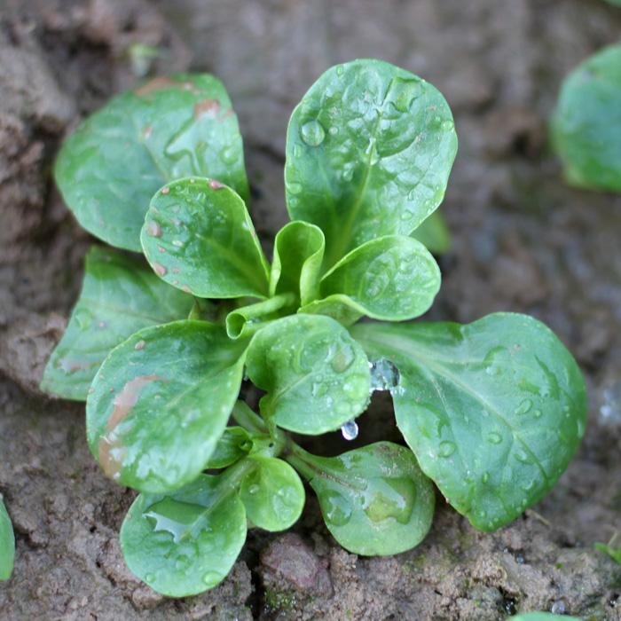 Feldsalat Verte de Cambrai