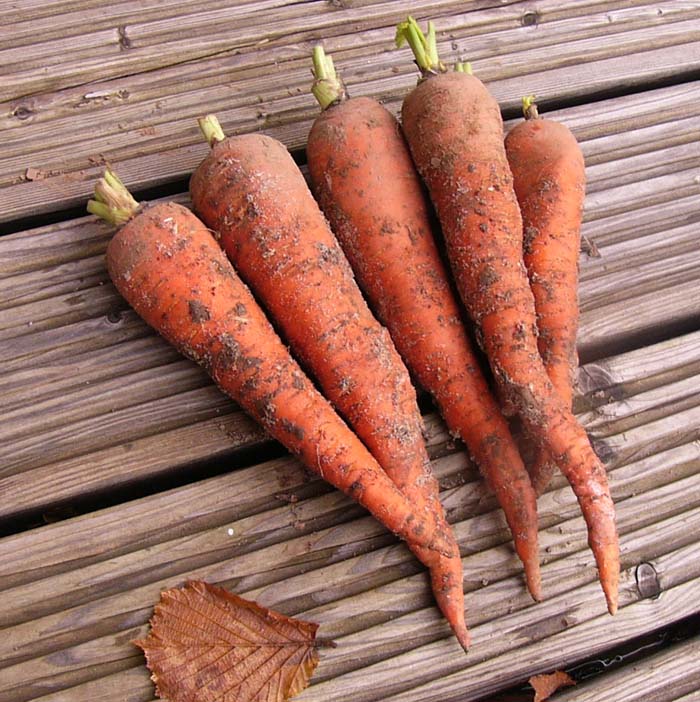 GROSSPACKUNG Möhre Rote Riesen 2