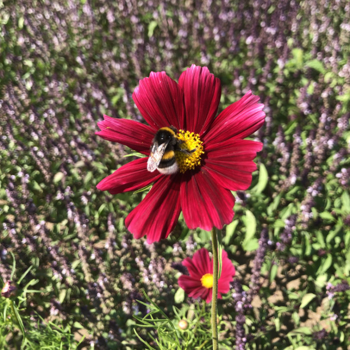 Cosmea Rubenza