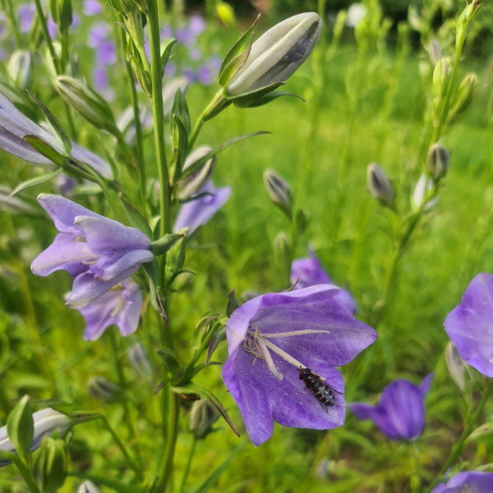 Pfirsichblättrige Glockenblume