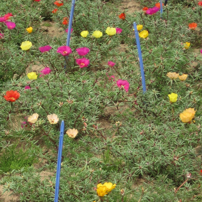 Portulakröschen