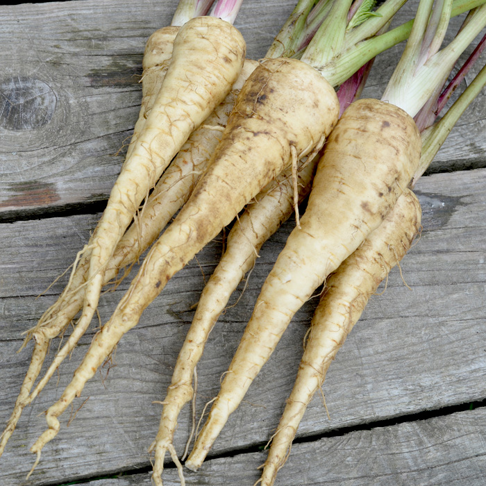 Pastinake Tender and True