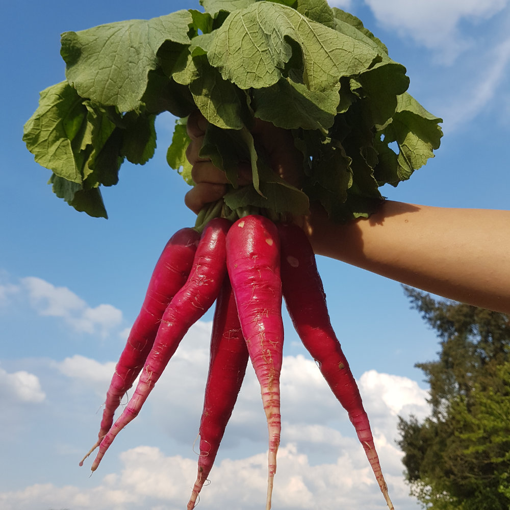 Sommerrettich Ostergruß rosa 2