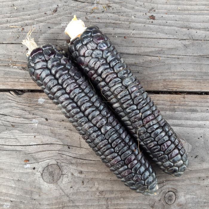 Schwarzer Zuckermais Black Aztek