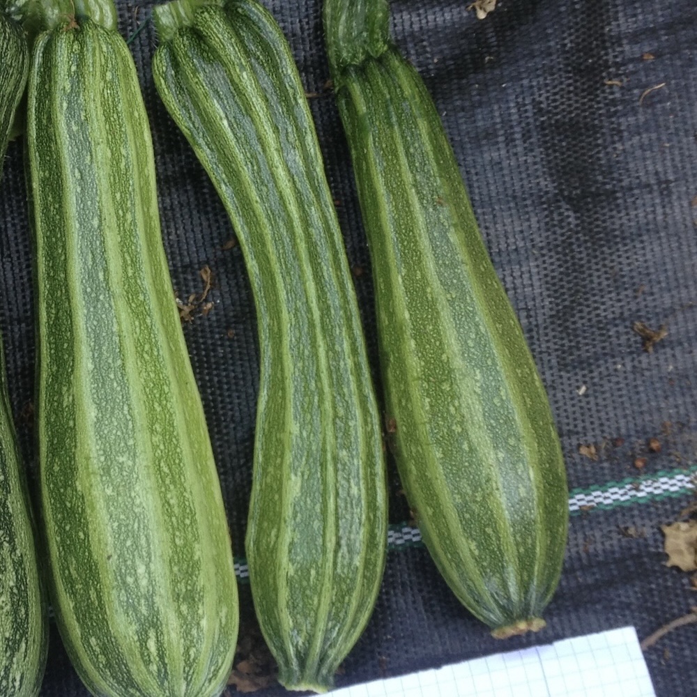 Zucchini Costates Romanesco