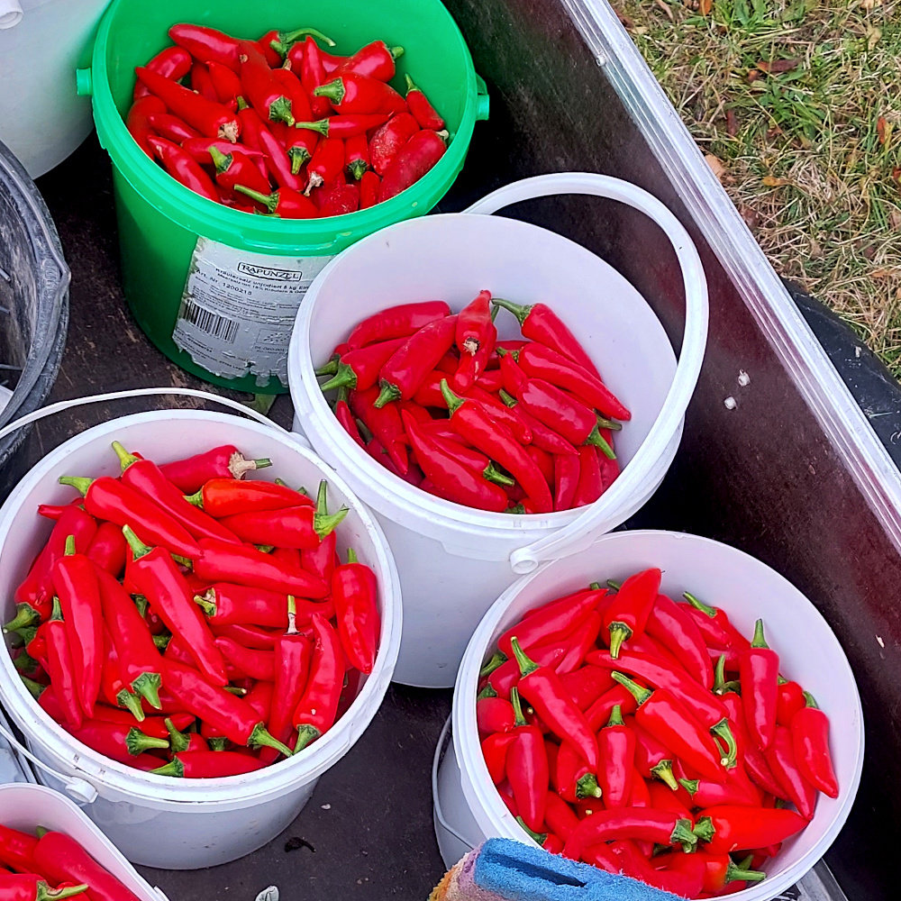 Gewürzpaprika Sha Ema