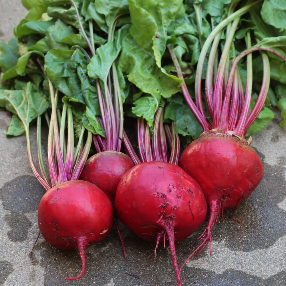 Rote Bete Tonda di Chioggia