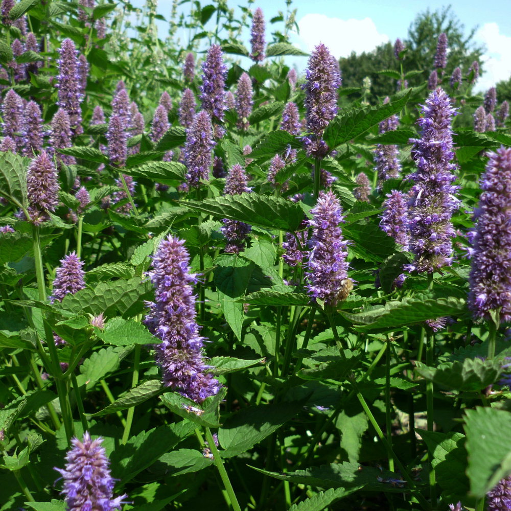 Koreanischer Anisysop