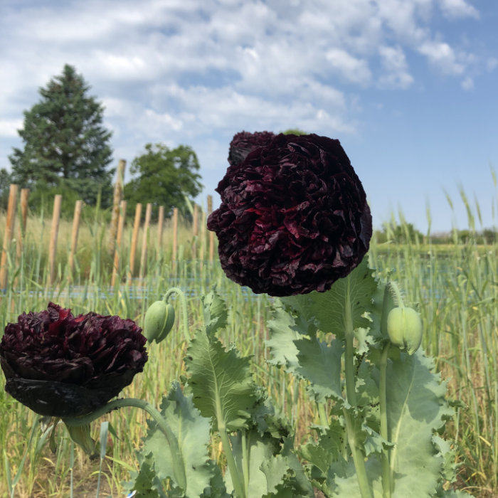 Päonien-Mohn, schwarz