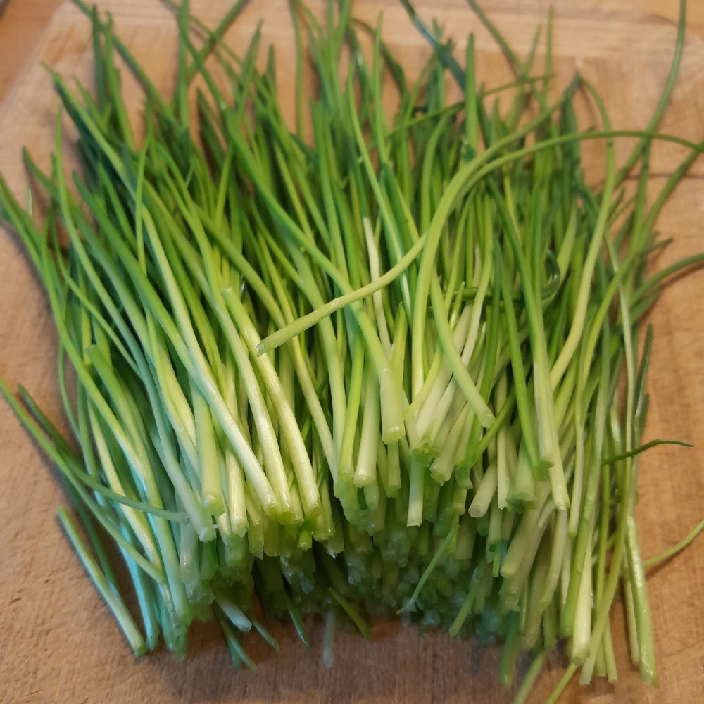 Schnittlauch Medium Leaf