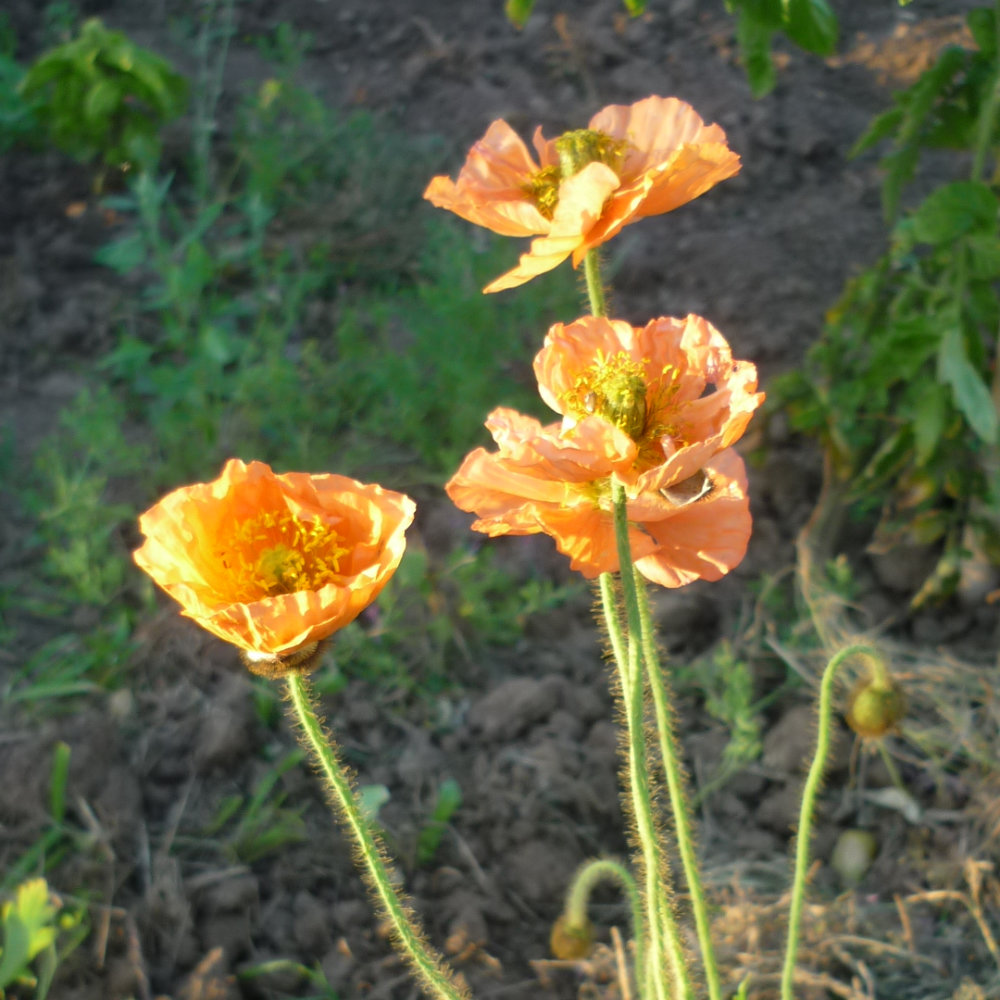 Islandmohn