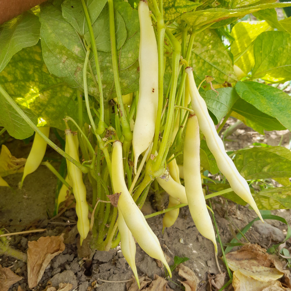 KLEINPACKUNG Buschbohne Wachs Kasseler