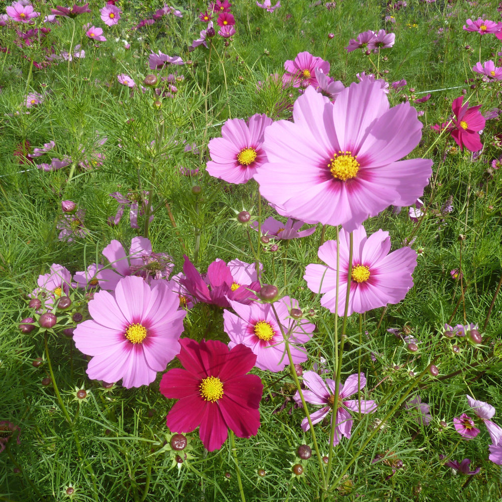 Cosmea Rosa