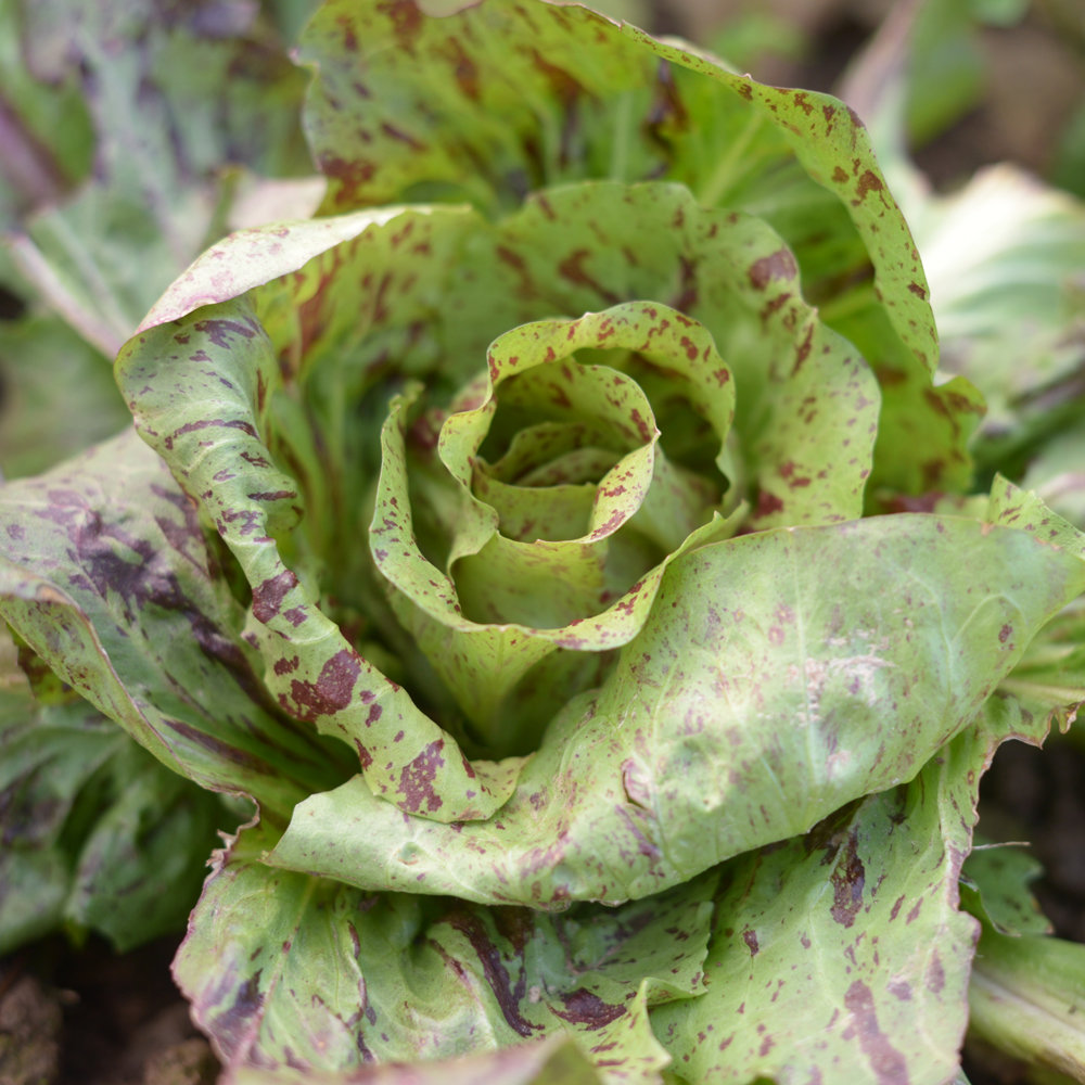 Radicchio Variegata di Castelfranco