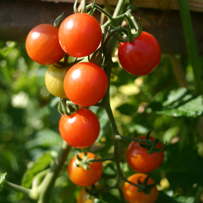 Wildtomate Rote Murmel