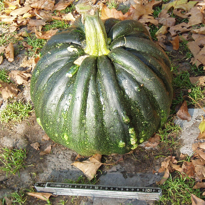 Gartenkürbis Portugiesischer Warzenkürbis