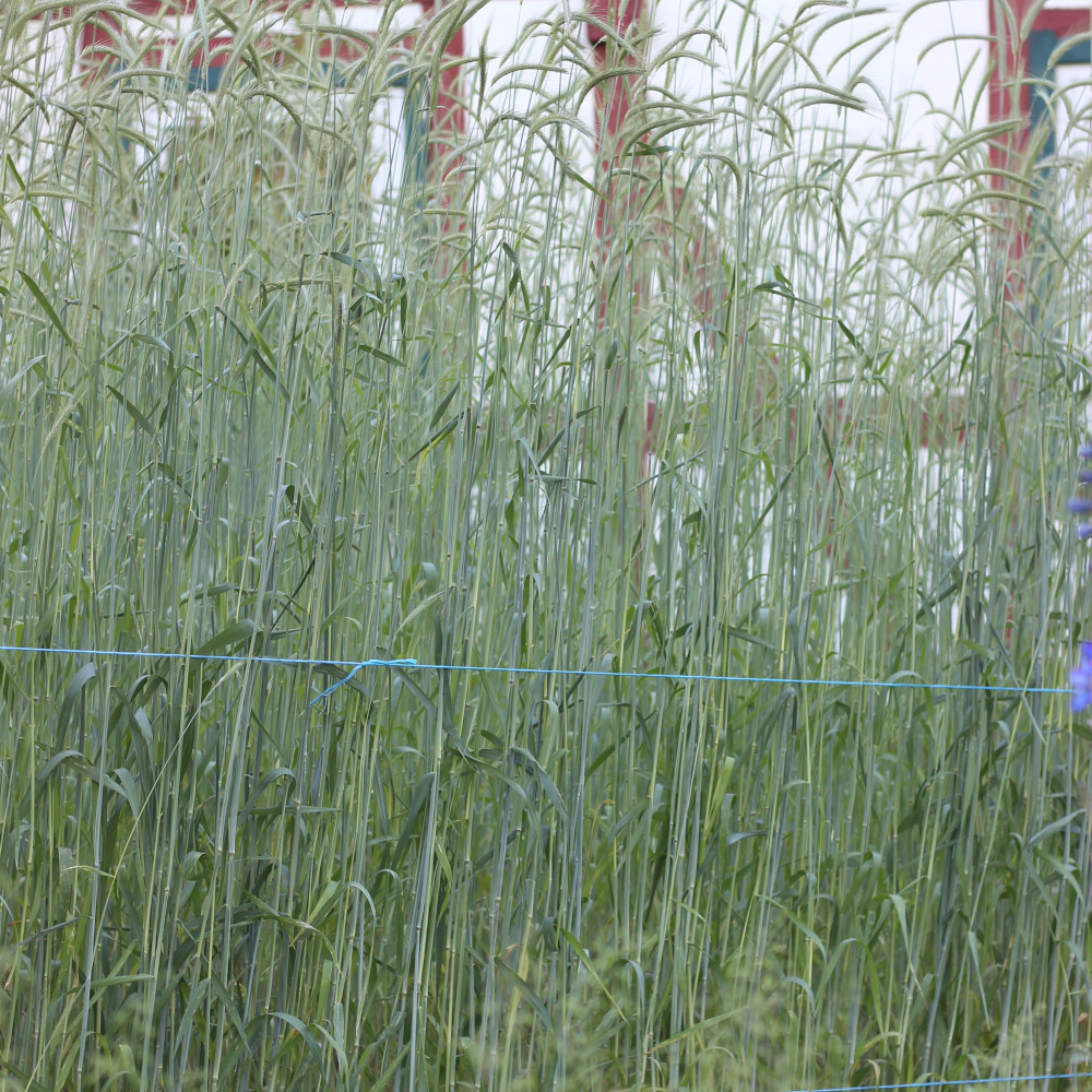 Roggen Martin Schmidt