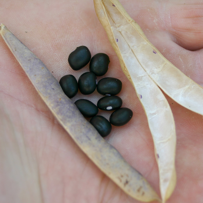 Trockenbohne Schwarze Kugel