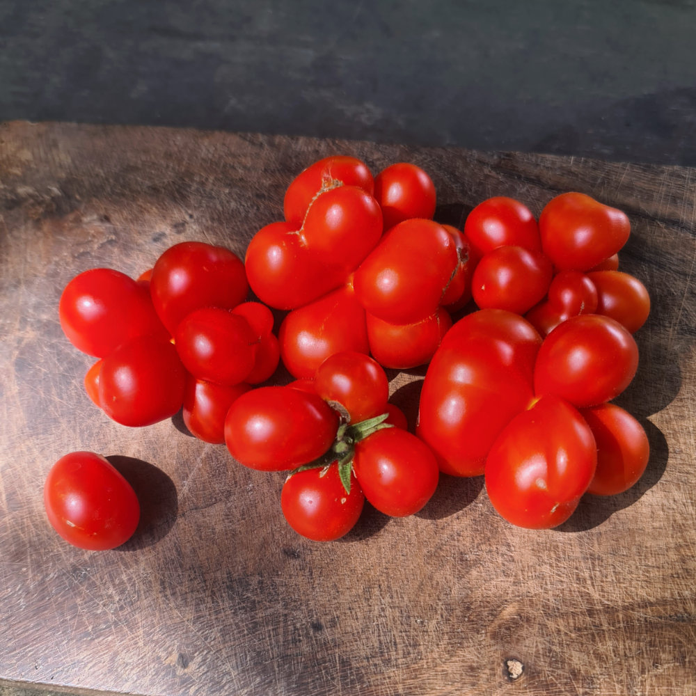 Salattomate Reisetomate