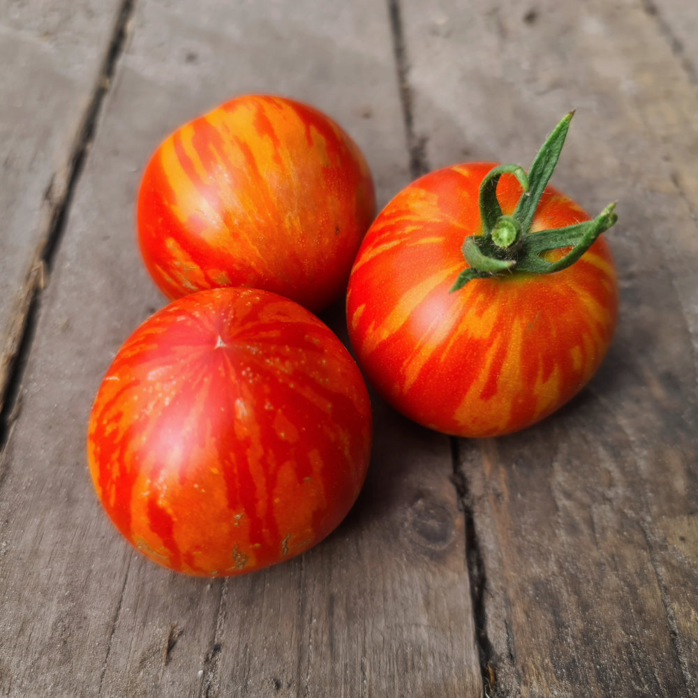 Salattomate Tigerella