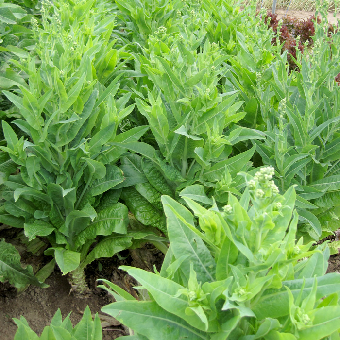Spargelsalat Grüner Stern