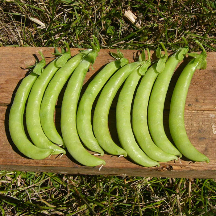 Knackerbse Edula