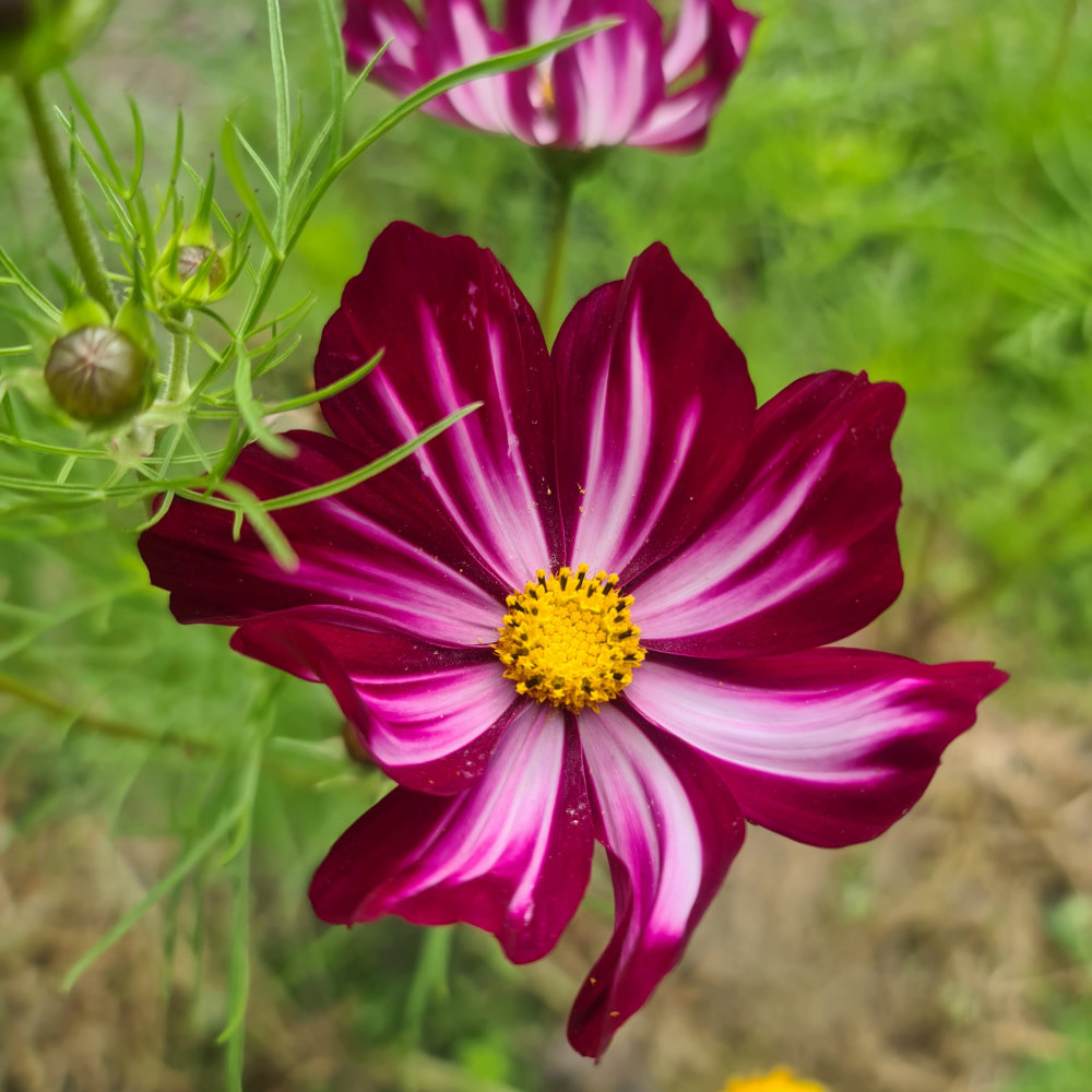 Cosmea Picotee
