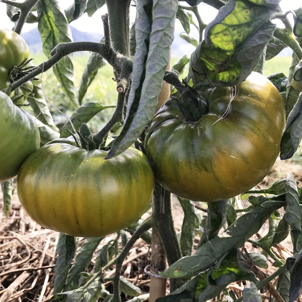 Fleischtomate Smaragdapfel