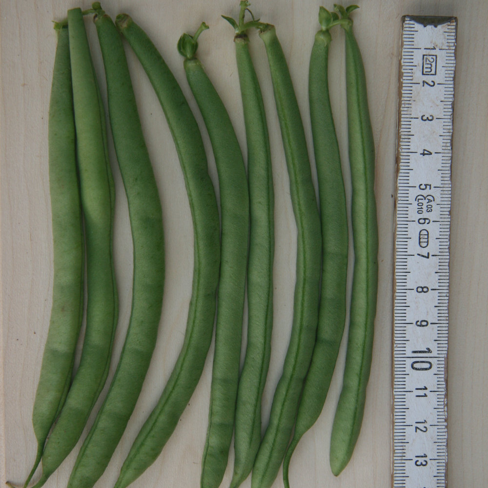 KLEINPACKUNG Buschbohne Pergousa