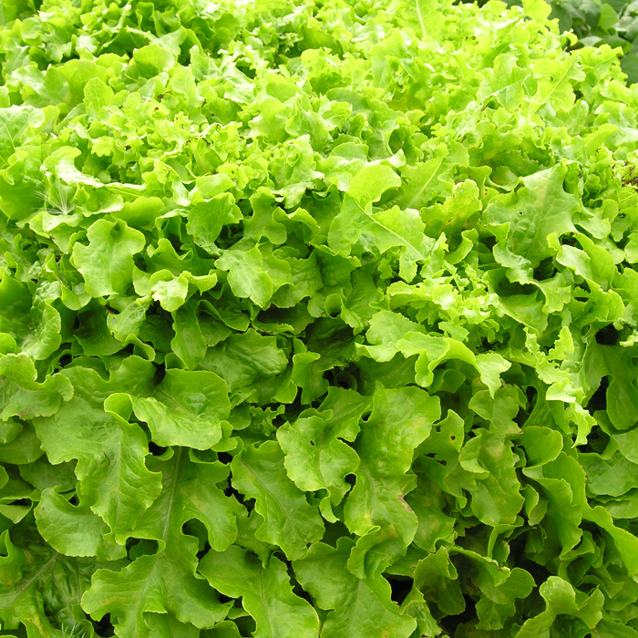Schnittsalat Salad Bowl