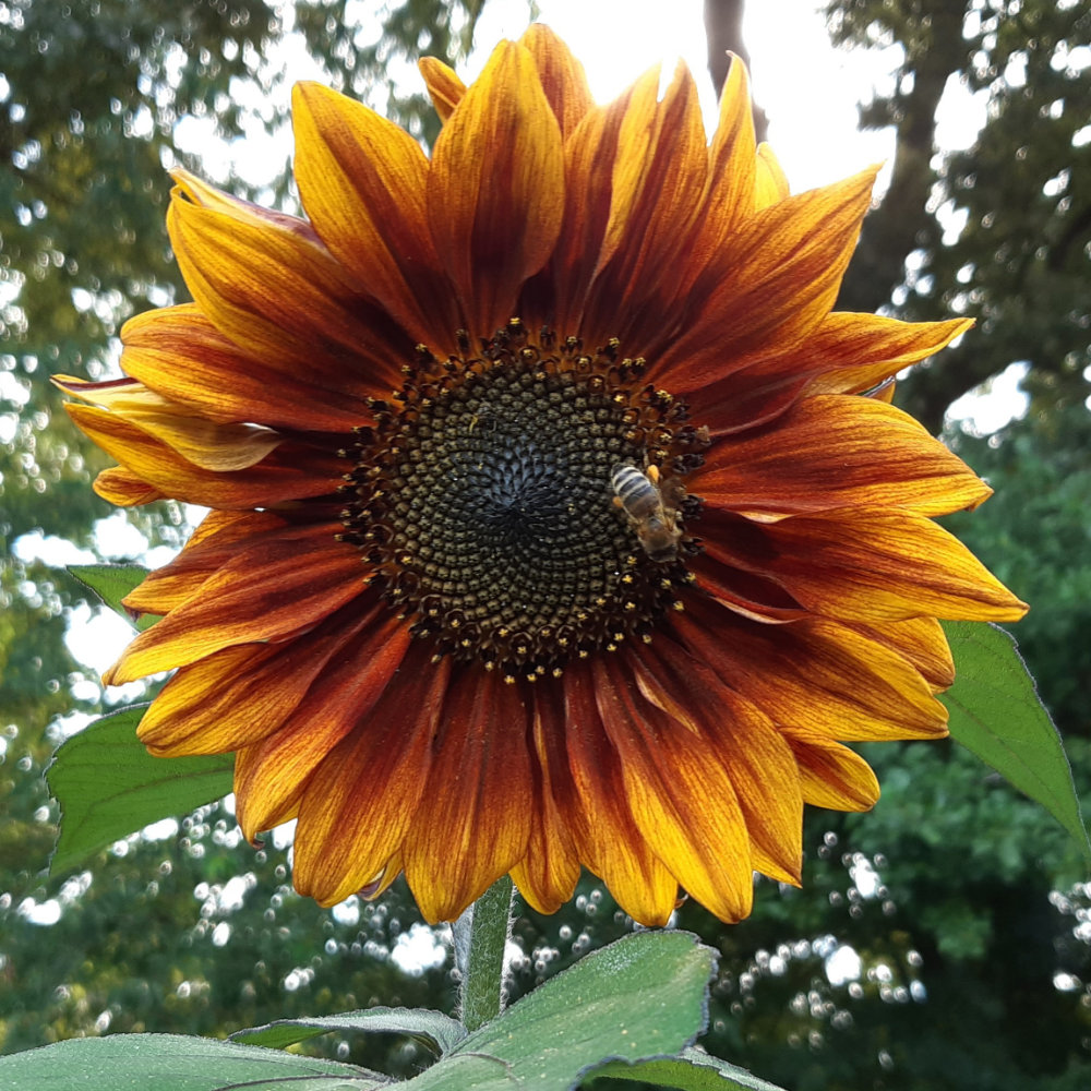 Sonnenblume Mischung