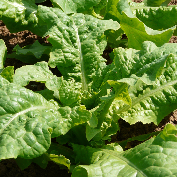 Spargelsalat Chinesische Keule
