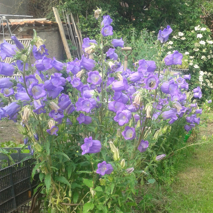 Marienglockenblume