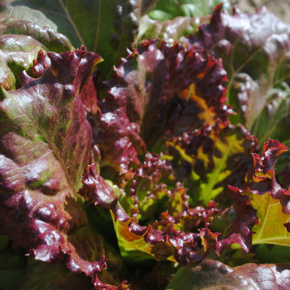 Schnittsalat Rossa Friulana
