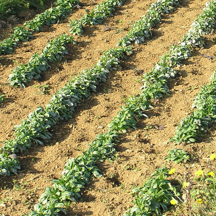 Feldsalat Verte d'Etampes