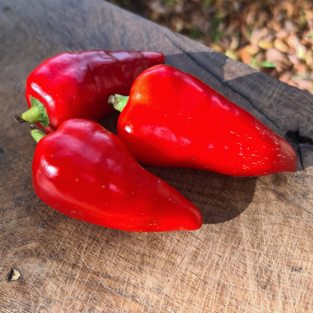Paprika Langer Süßer