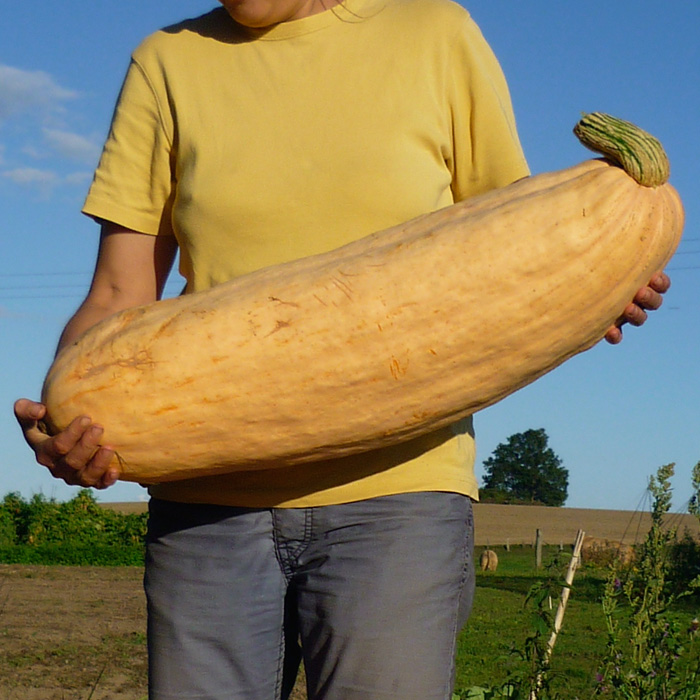 Riesenkürbis Pink Jumbo Banana