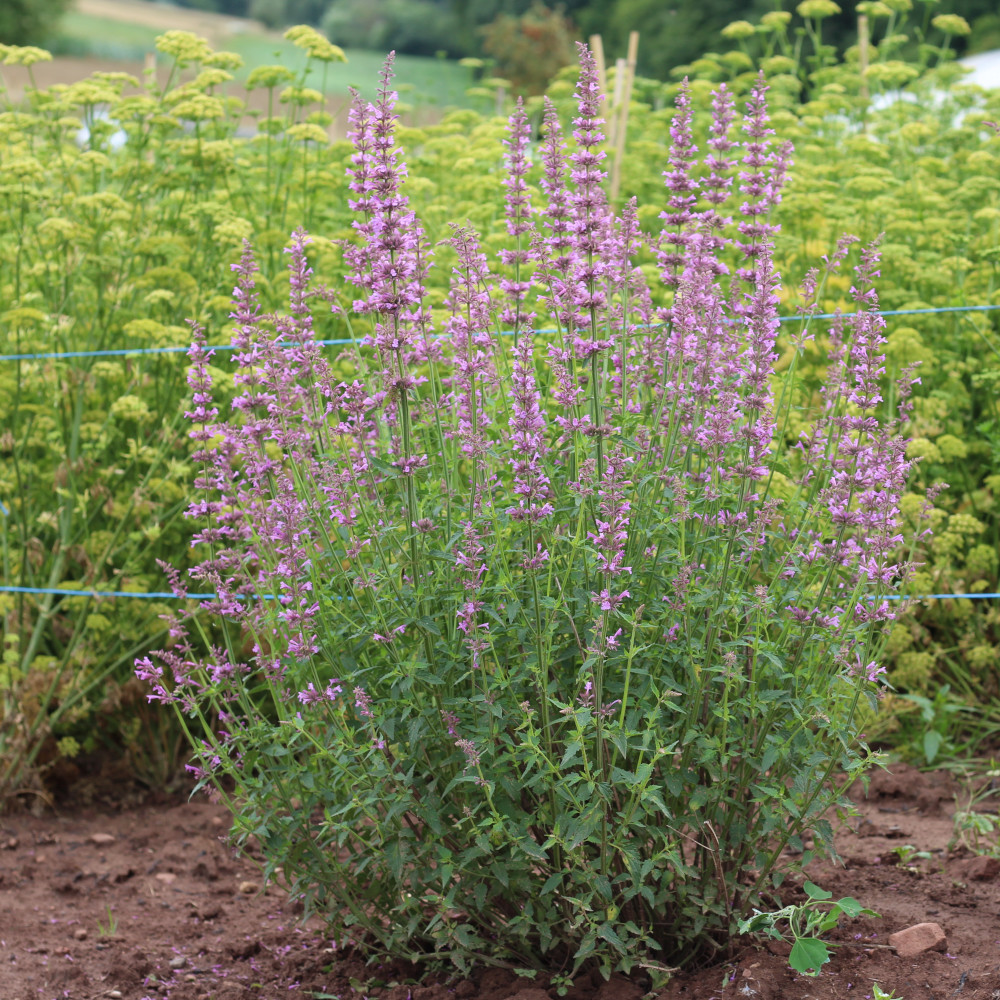 Zitronen-Agastache