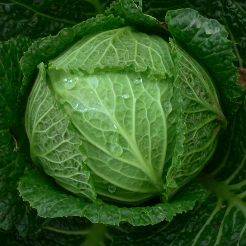 Wirsing Dauerwirsing (Langedijská)